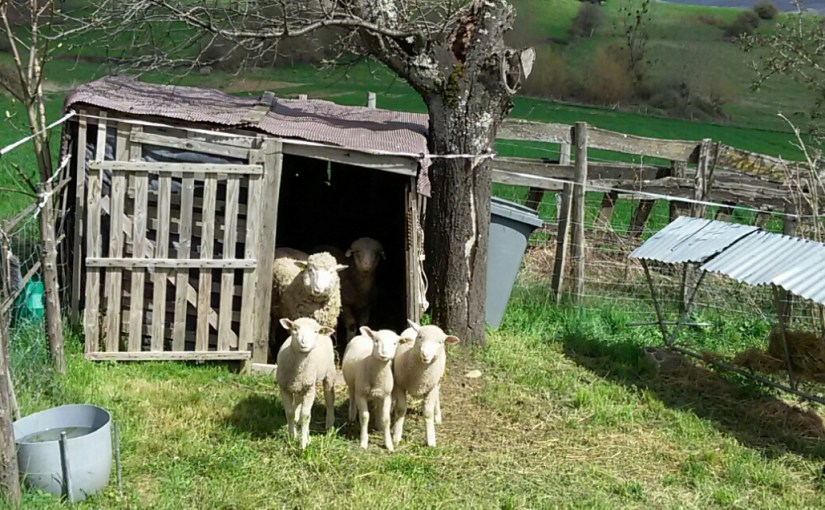 Jour 9: Une femme et son chien